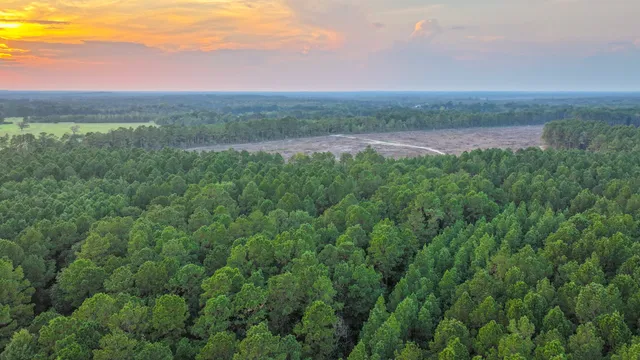 a view of a city with lush green forest