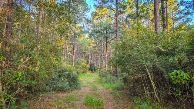 a view of a yard with large trees