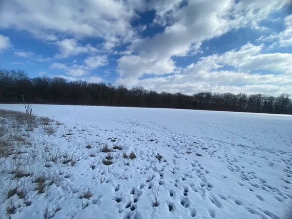 a view of a dry yard with wooden floors