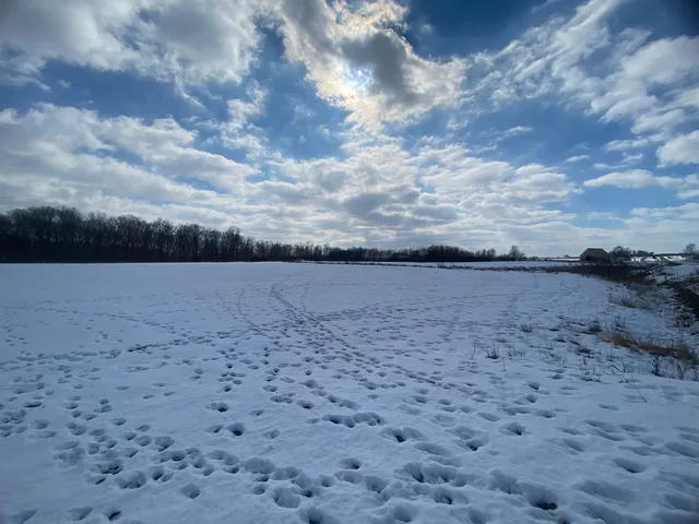 a view of yard with large trees