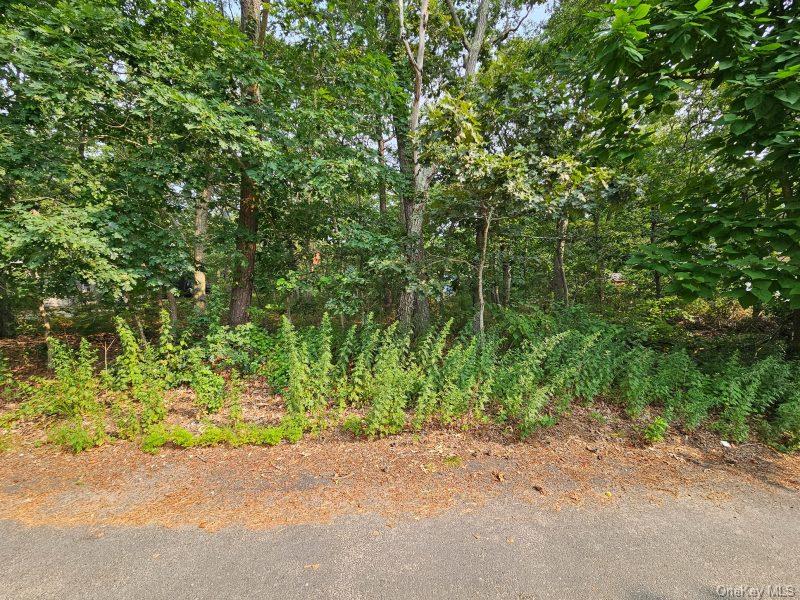 51 Shore Road Hampton Bays, NY 11946 - Photo 14 of 19 a backyard of a house with plants and large trees