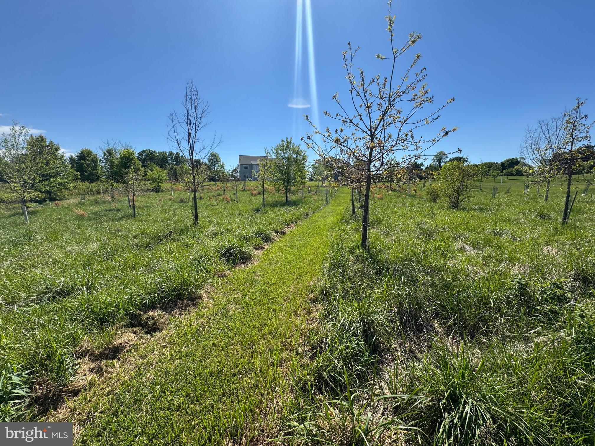 15491 Barnesville Road Boyds, MD 20841 - Photo 9 of 18 a view of a garden with a tree