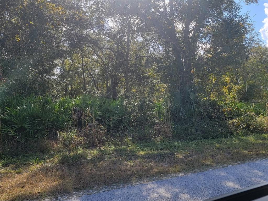 9460 Rousseau Street Webster, FL 33597 - Photo 4 of 4 a view of a yard with a tree