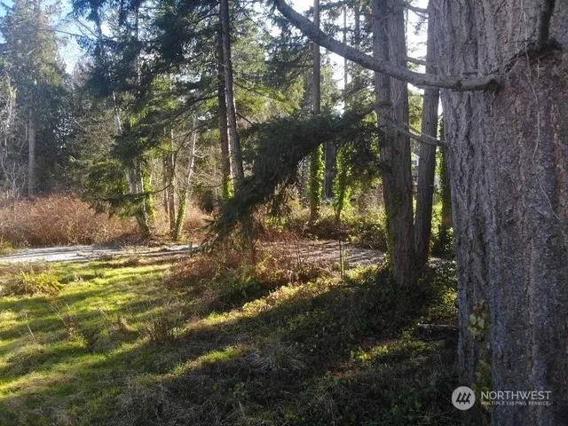 a view of a yard with a tree