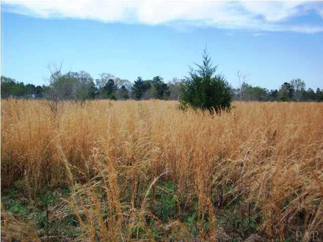 1900-block Cowpen Creek Road Atmore, AL 36502 - Photo 4 of 6 Gallery Image 4