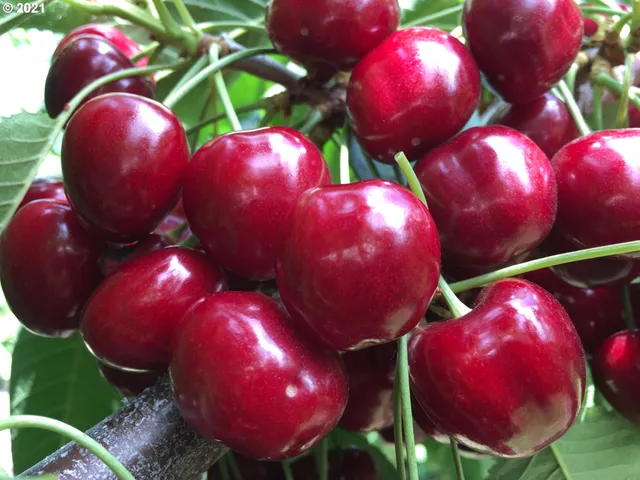 a view of an ocean and a mountain