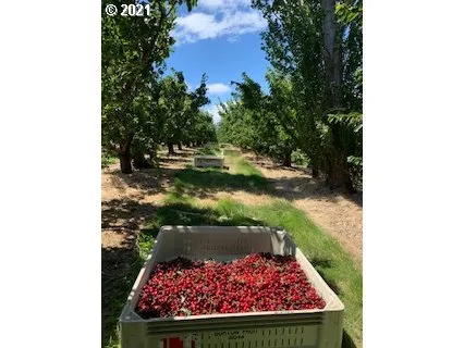 $3,750,000 | 55100 Smock Road, Wamic, OR 97063