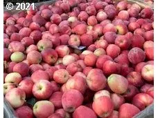 a view of a backyard with of flower and sitting area