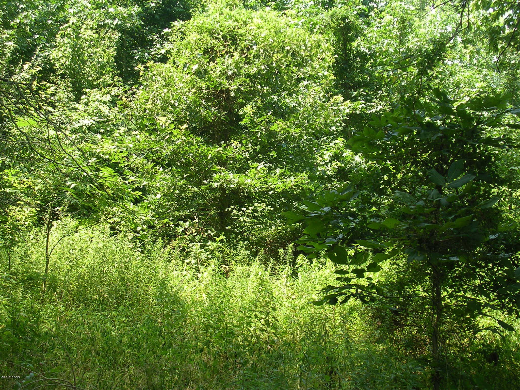 0 West Eden Road Cypress, IL 62923 - Photo 13 of 25 Gallery Image 13