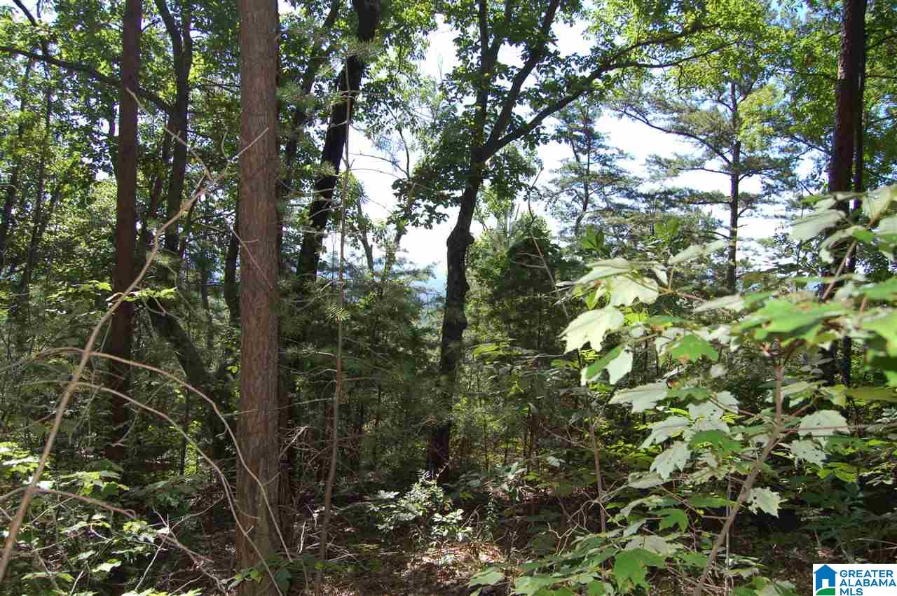 49-acres Chandler Mountain Road, Unit 1 Steele, AL 35987 - Photo 2 of 23
