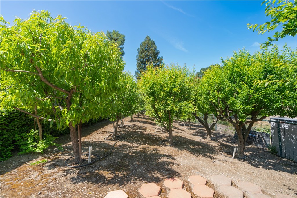 1655 Barley Grain Road Paso Robles, CA 93446 - Photo 57 of 62 Fruit orchard, pomegranate and olive groves