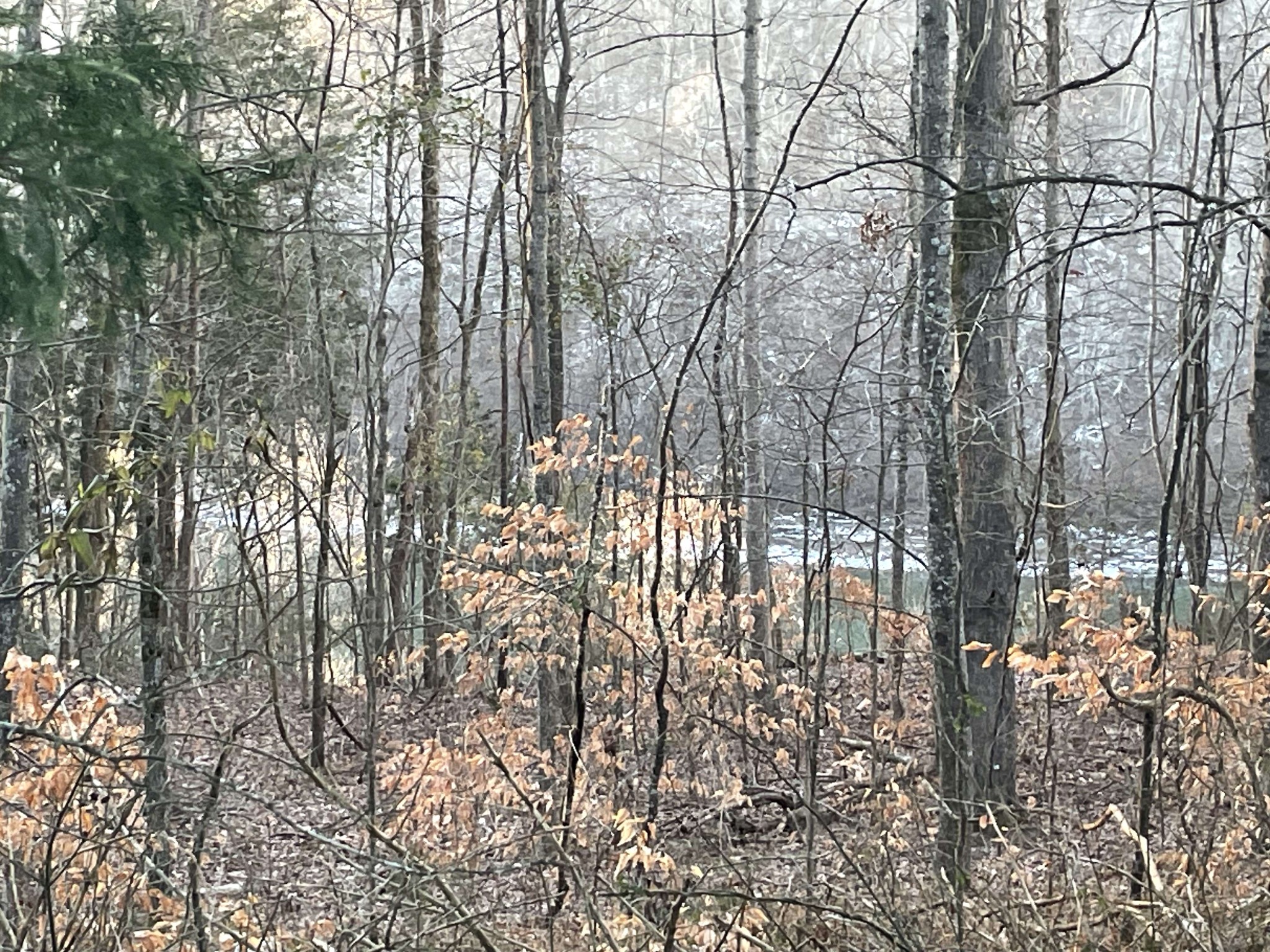 0 Pates Ford Road Walling, TN 38587 - Photo 4 of 17 a view of outdoor space and a yard