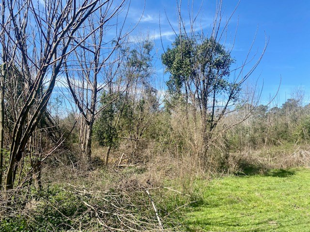 0 Beansie Rushing Road Tylertown, MS 39667 - Photo 13 of 17 Photo 13