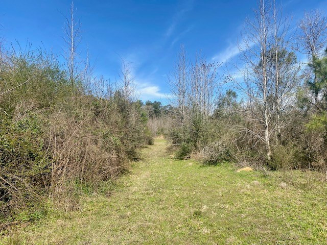 0 Beansie Rushing Road Tylertown, MS 39667 - Photo 15 of 17 Photo 15