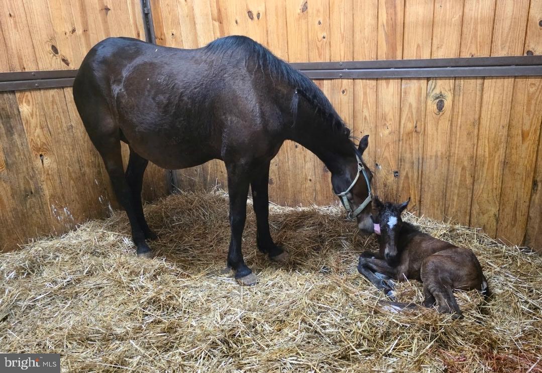 8272 Woodbine Road Airville, PA 17302 - Photo 66 of 68 a view of a two sink in the back yard