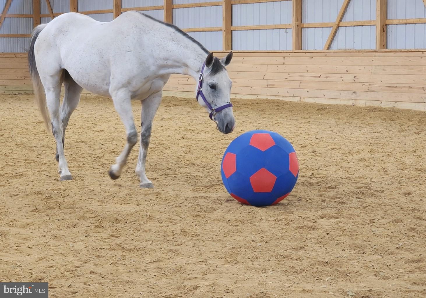 8272 Woodbine Road Airville, PA 17302 - Photo 68 of 77 Owner Photo - Indoor Riding Arena