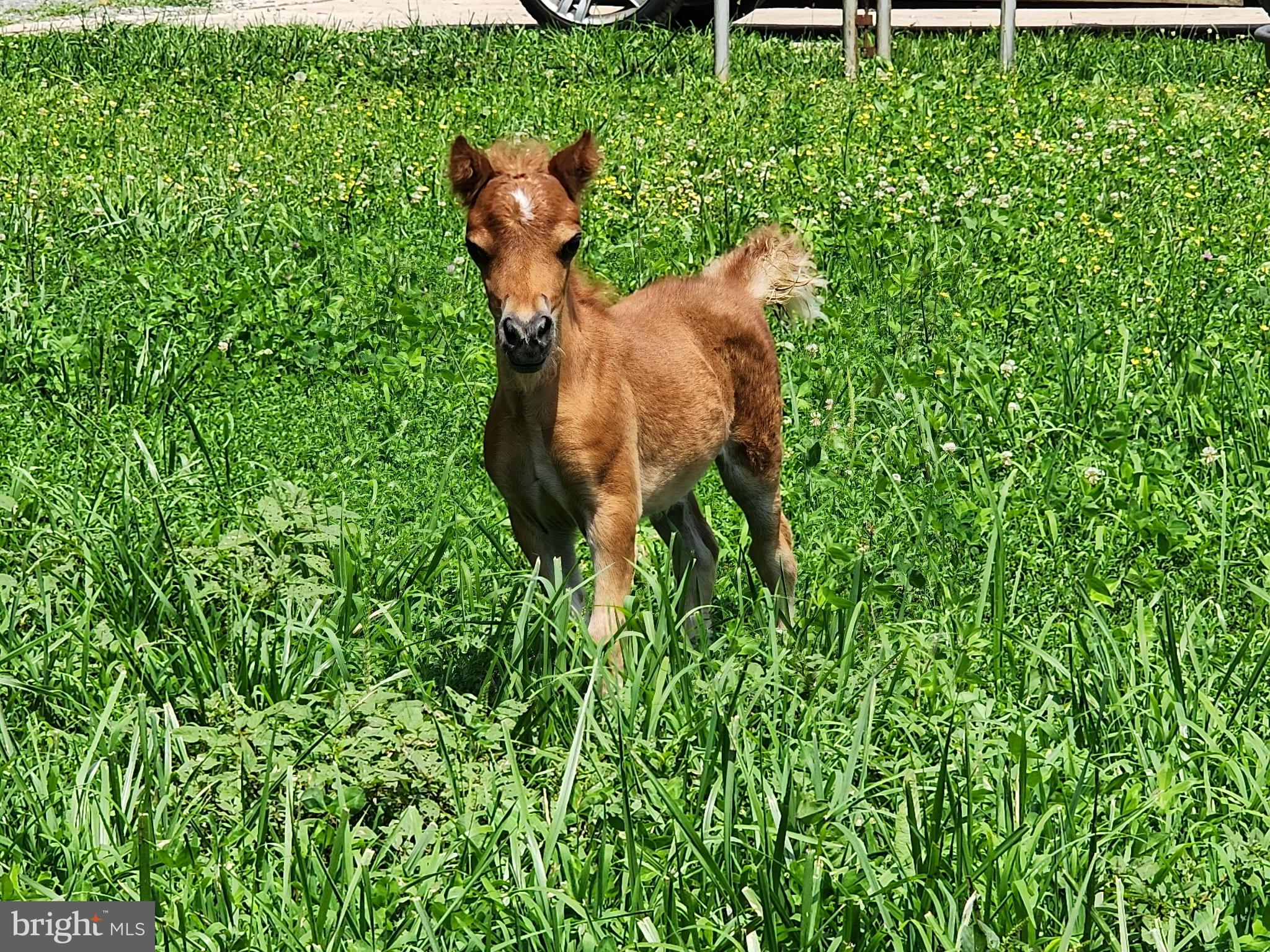 8272 Woodbine Road Airville, PA 17302 - Photo 73 of 77 Owner Photo