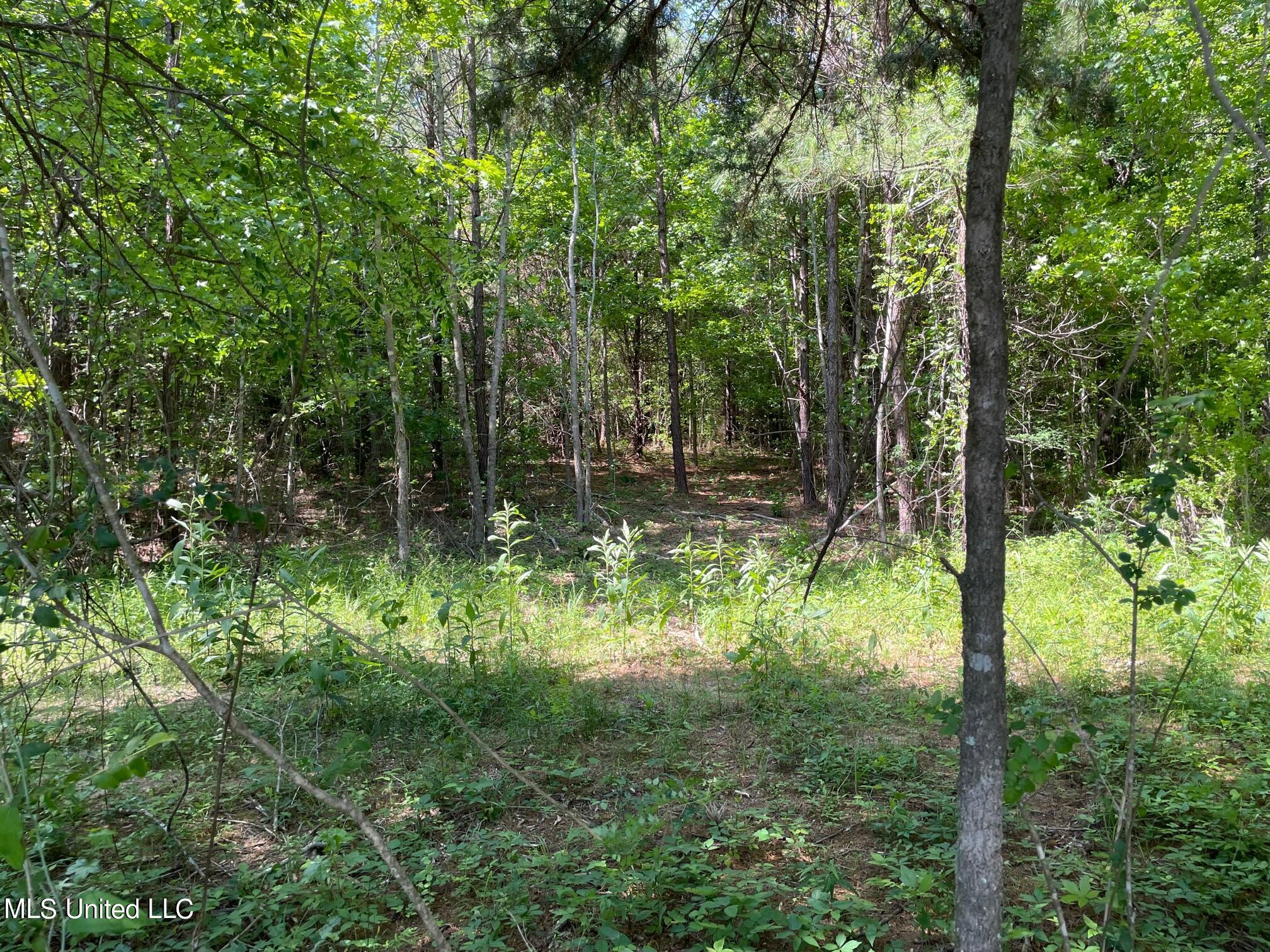 7 Moss Road Canton, MS 39046 - Photo 5 of 6 IMG_5315