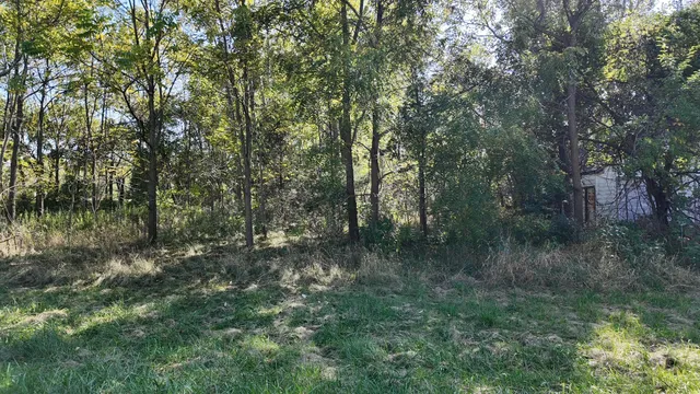 a view of a forest with trees in the background
