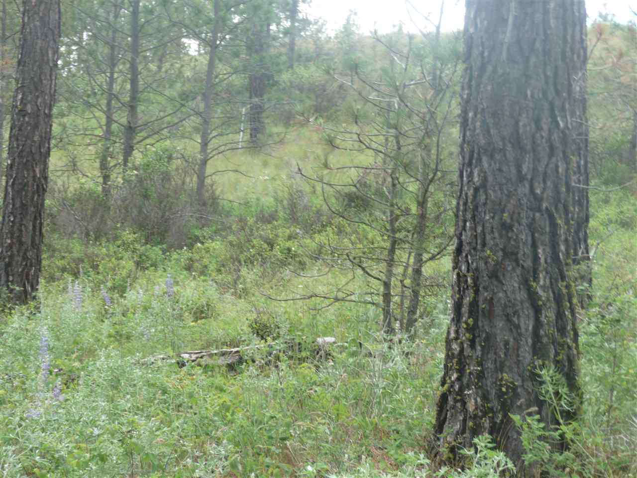 2407 West Jennings Road Spangle, WA 99031 - Photo 13 of 18
