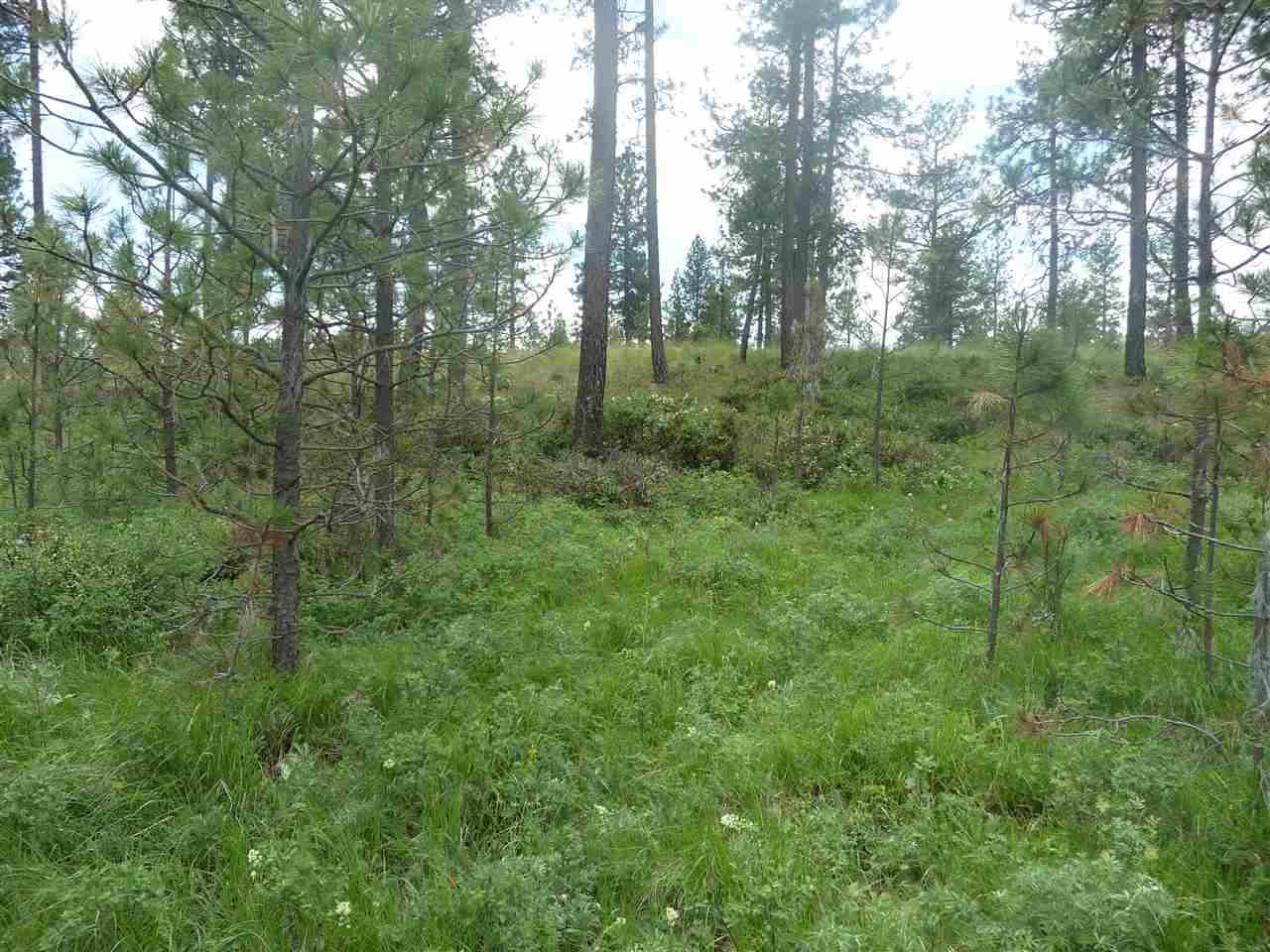 2407 West Jennings Road Spangle, WA 99031 - Photo 7 of 18
