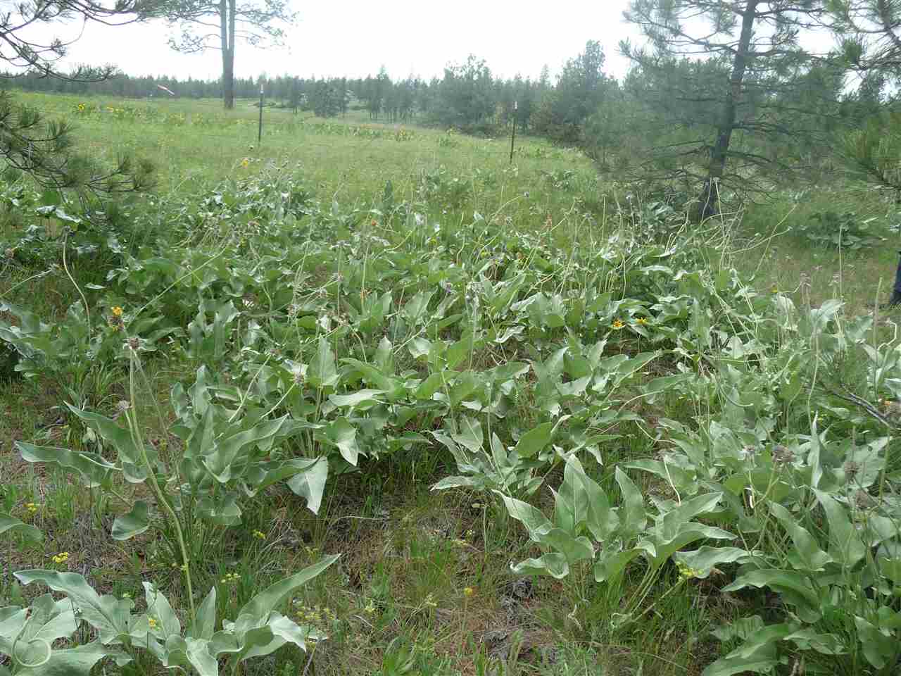 2407 West Jennings Road Spangle, WA 99031 - Photo 10 of 18