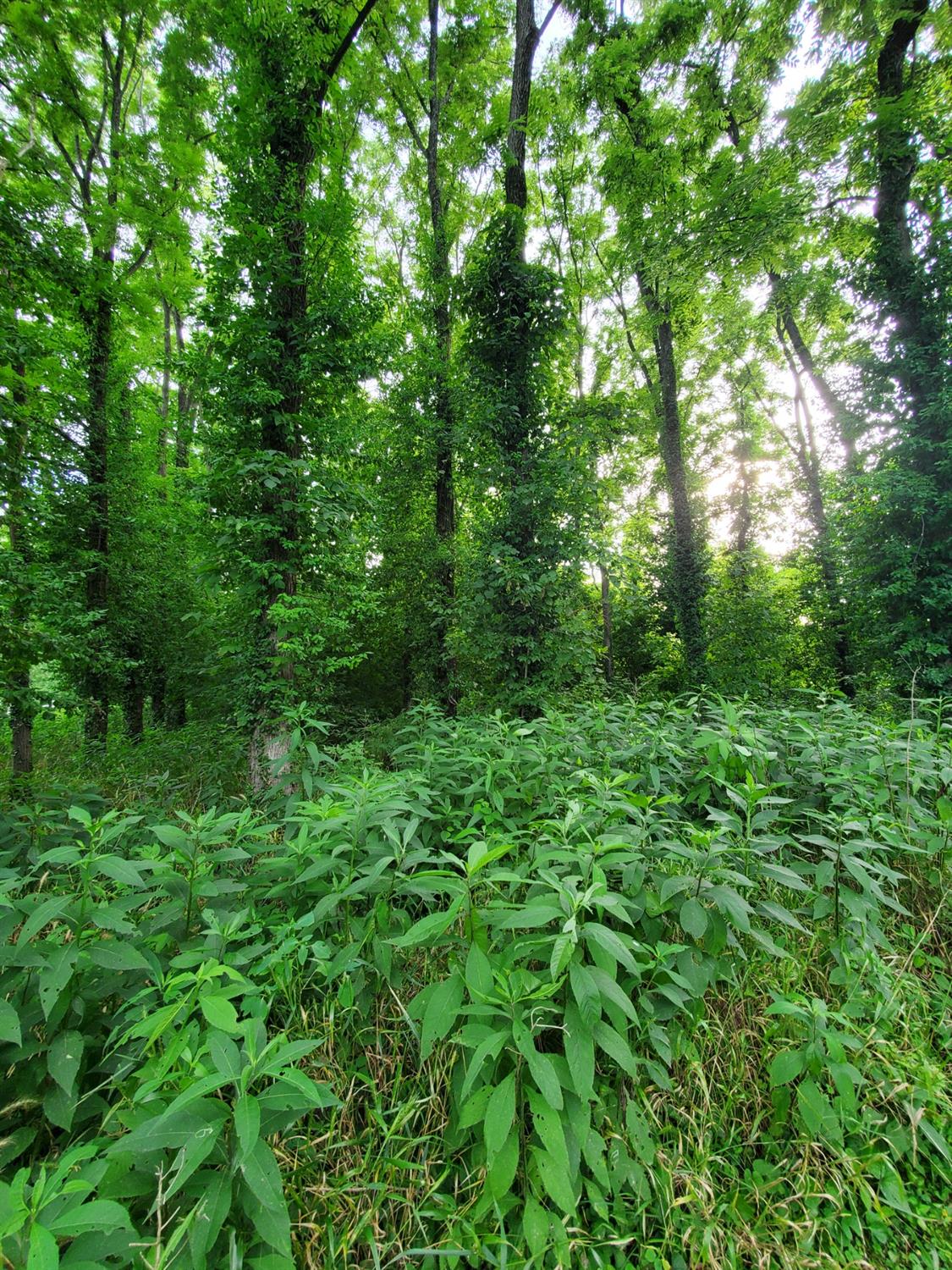 0 Washington Street Vevay, IN 47043 - Photo 10 of 12