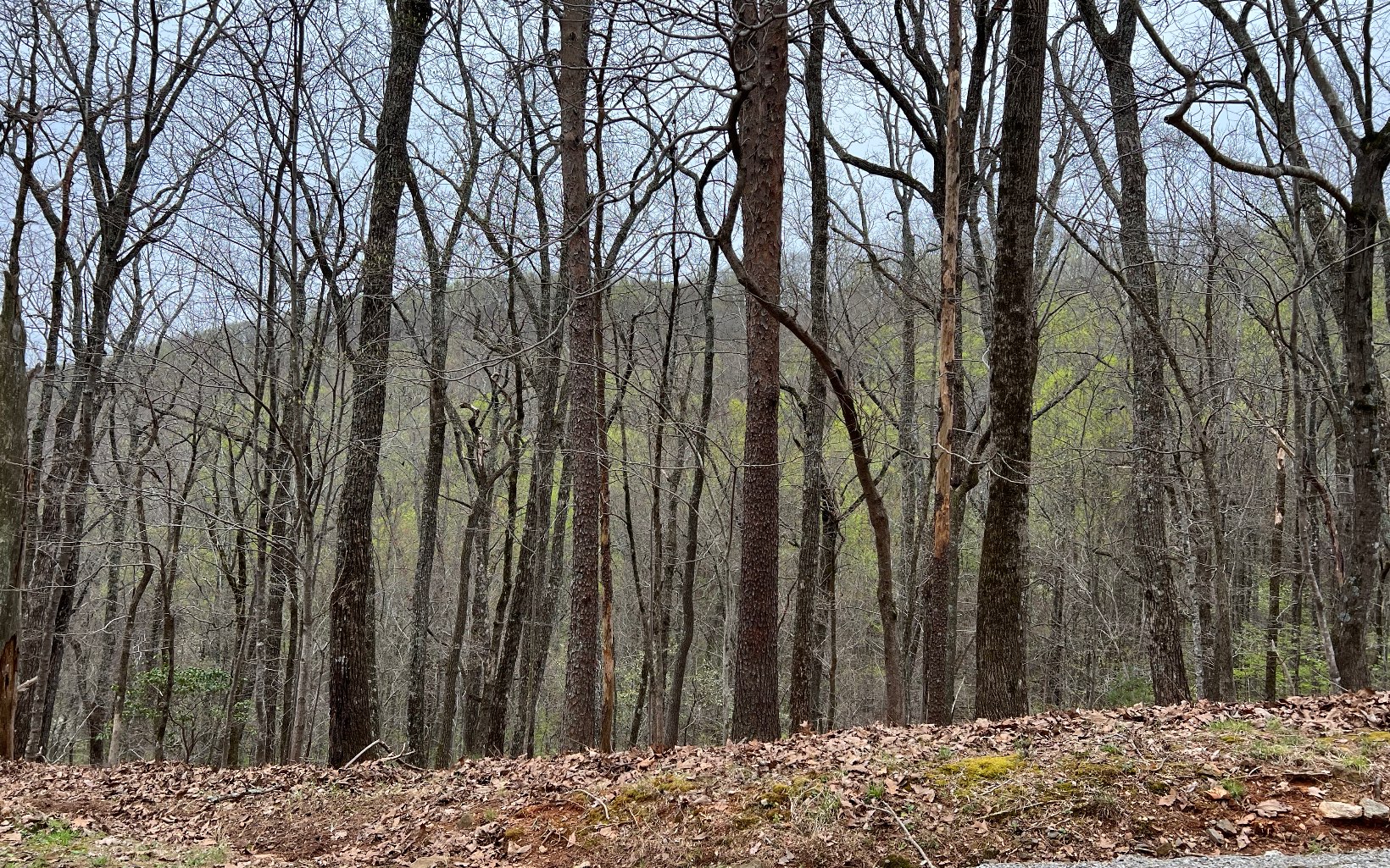 H-85 Mountain Oak Road Ellijay, GA 30536 - Photo 1 of 28 Main View