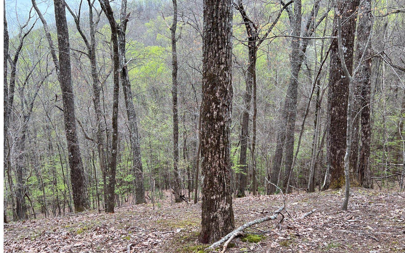 H-85 Mountain Oak Road Ellijay, GA 30536 - Photo 11 of 28 Additional View