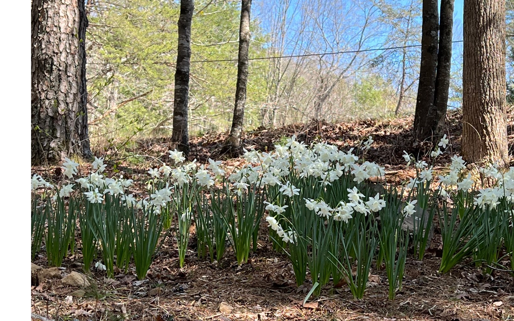 H-85 Mountain Oak Road Ellijay, GA 30536 - Photo 12 of 28 Additional View