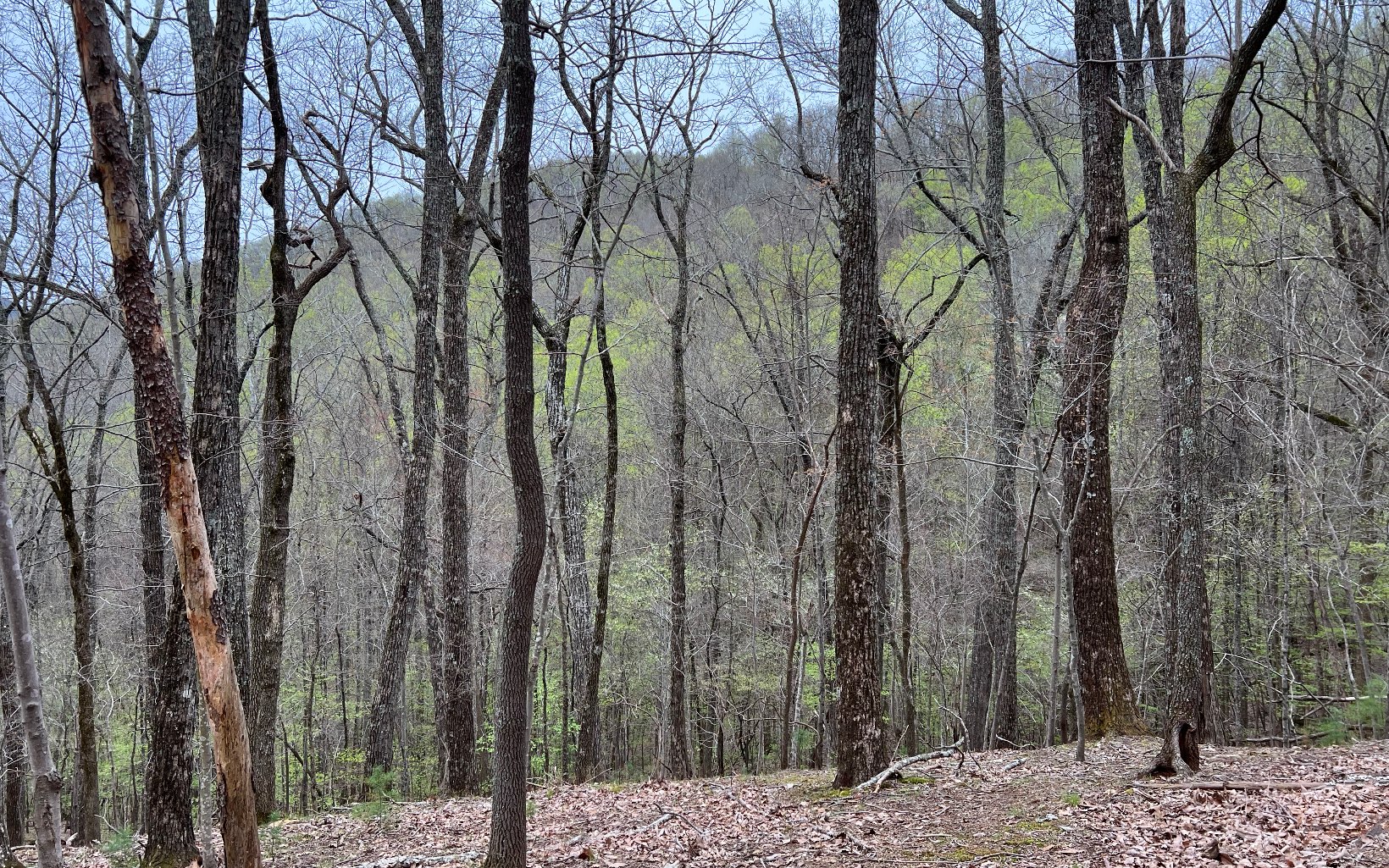 H-85 Mountain Oak Road Ellijay, GA 30536 - Photo 6 of 28 Additional View