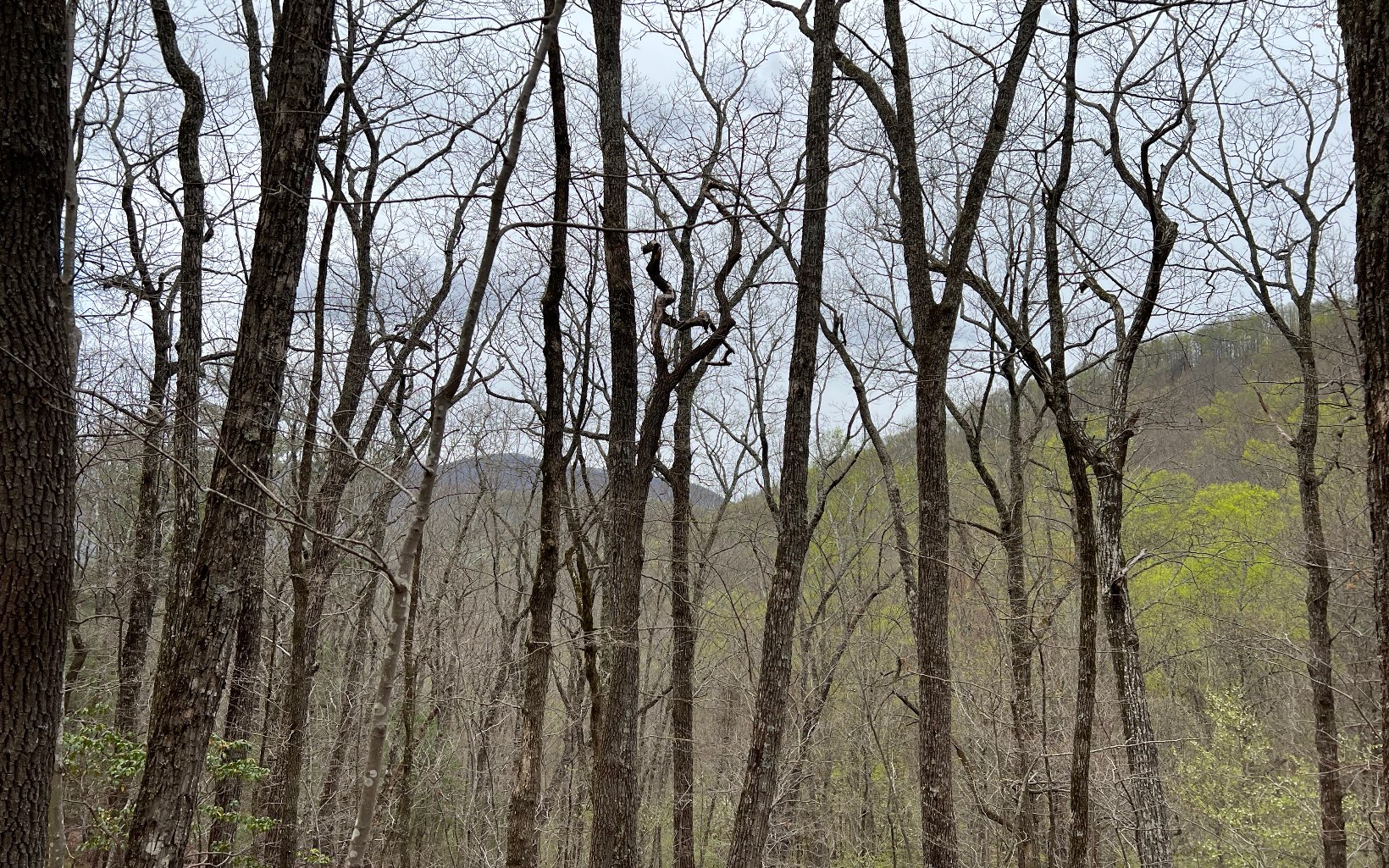 H-85 Mountain Oak Road Ellijay, GA 30536 - Photo 7 of 28 Additional View