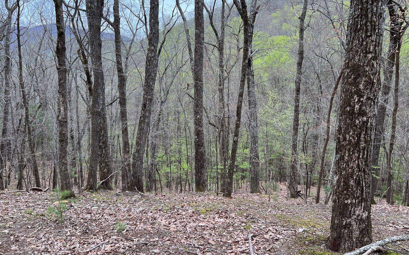 H-85 Mountain Oak Road Ellijay, GA 30536 - Photo 8 of 28 Additional View