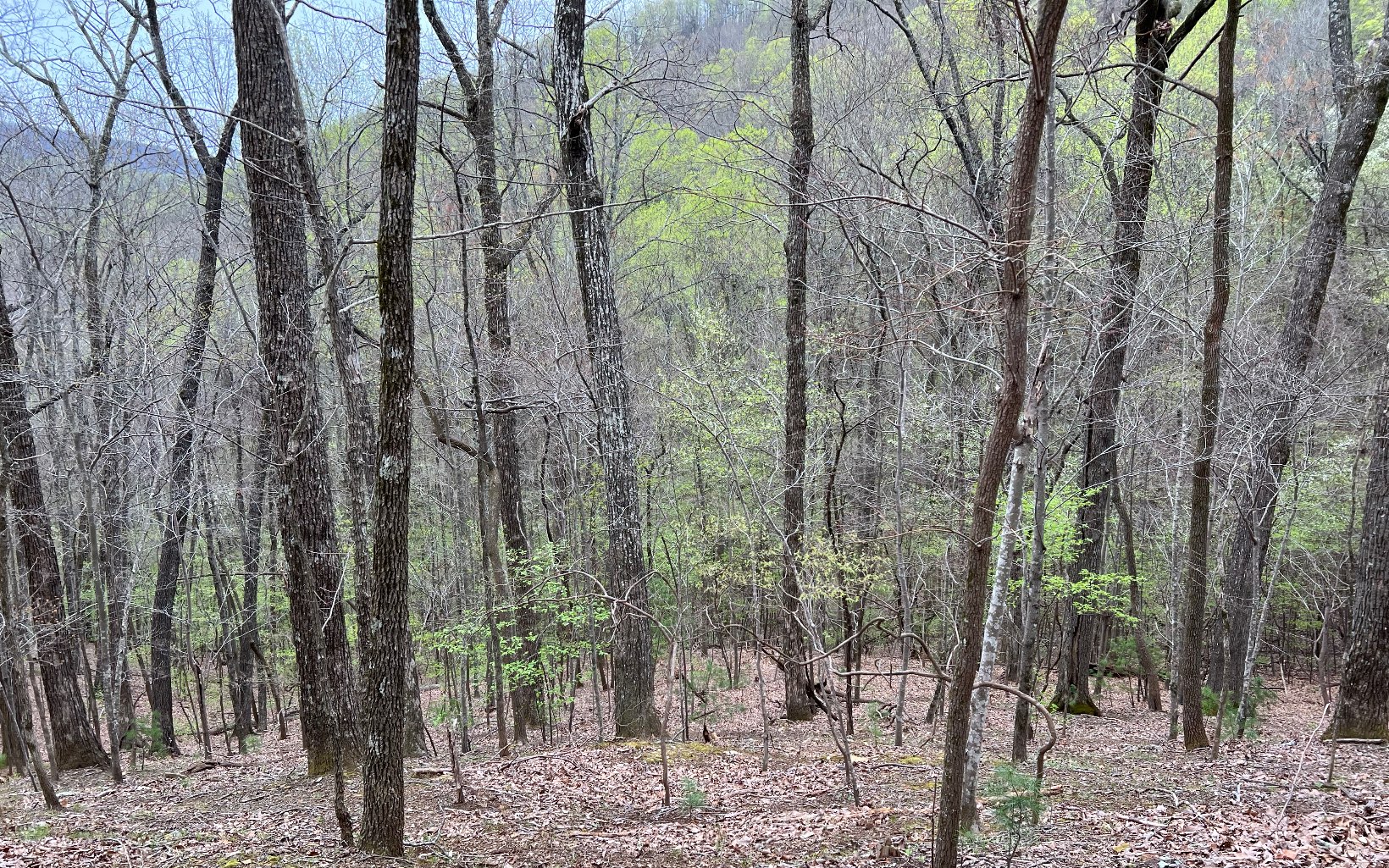 H-85 Mountain Oak Road Ellijay, GA 30536 - Photo 9 of 28 Additional View