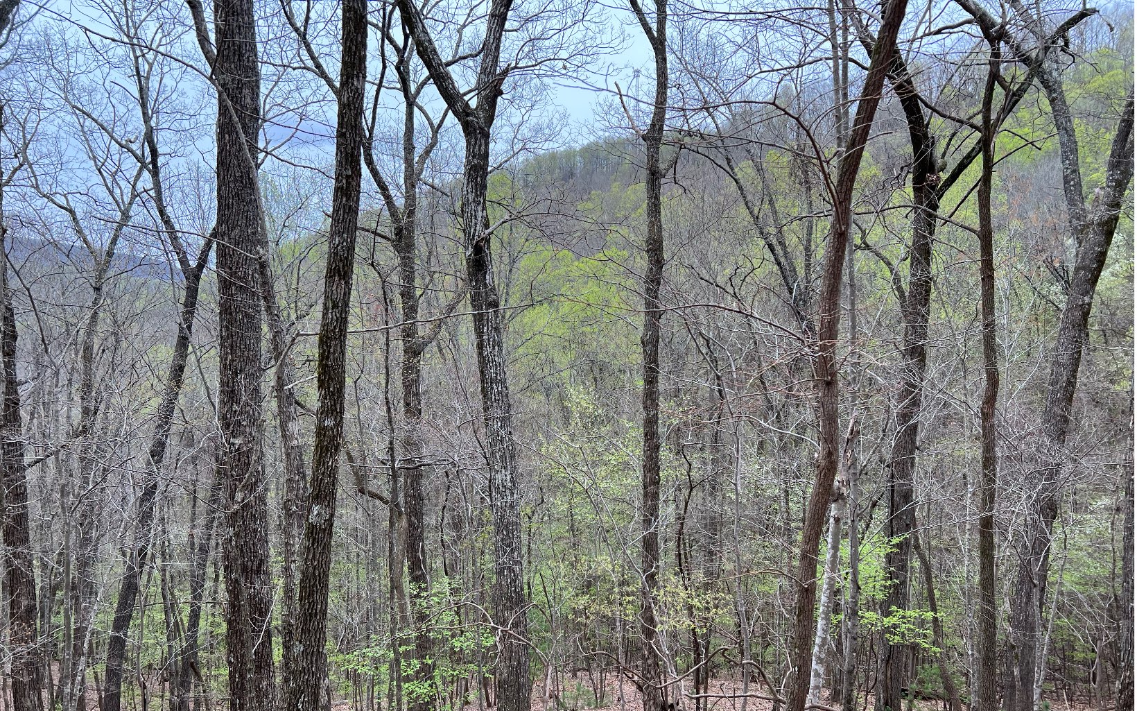 H-85 Mountain Oak Road Ellijay, GA 30536 - Photo 10 of 28 Additional View