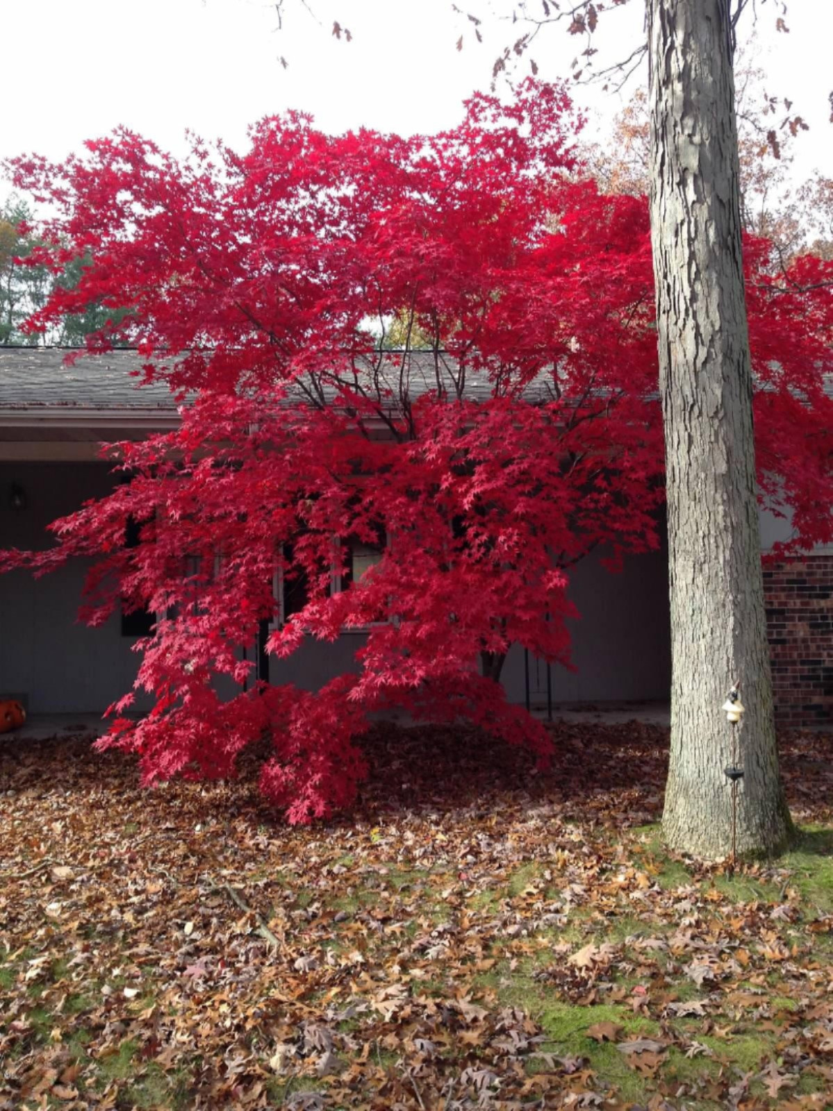17501 148th Avenue Spring Lake, MI 49456 - Photo 39 of 41 17501 148th Ave front maple in fall