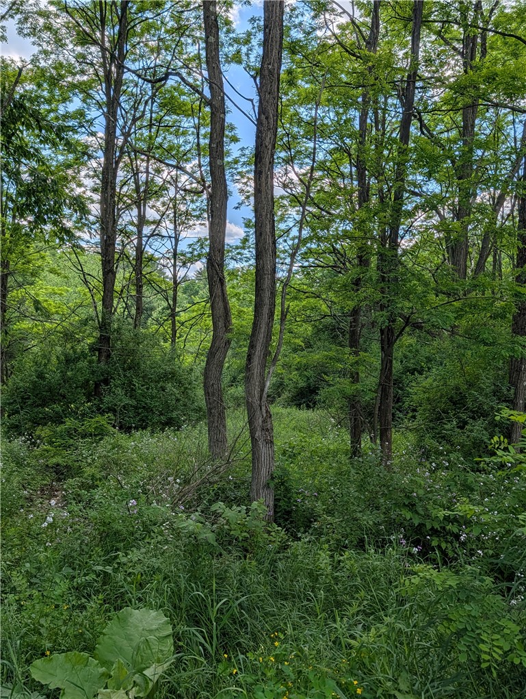 Case Road Bainbridge, NY 13733 - Photo 2 of 13