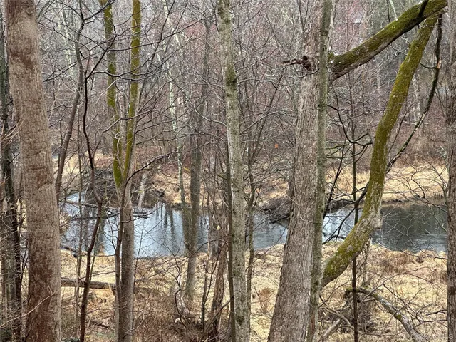 a view of a forest filled with trees