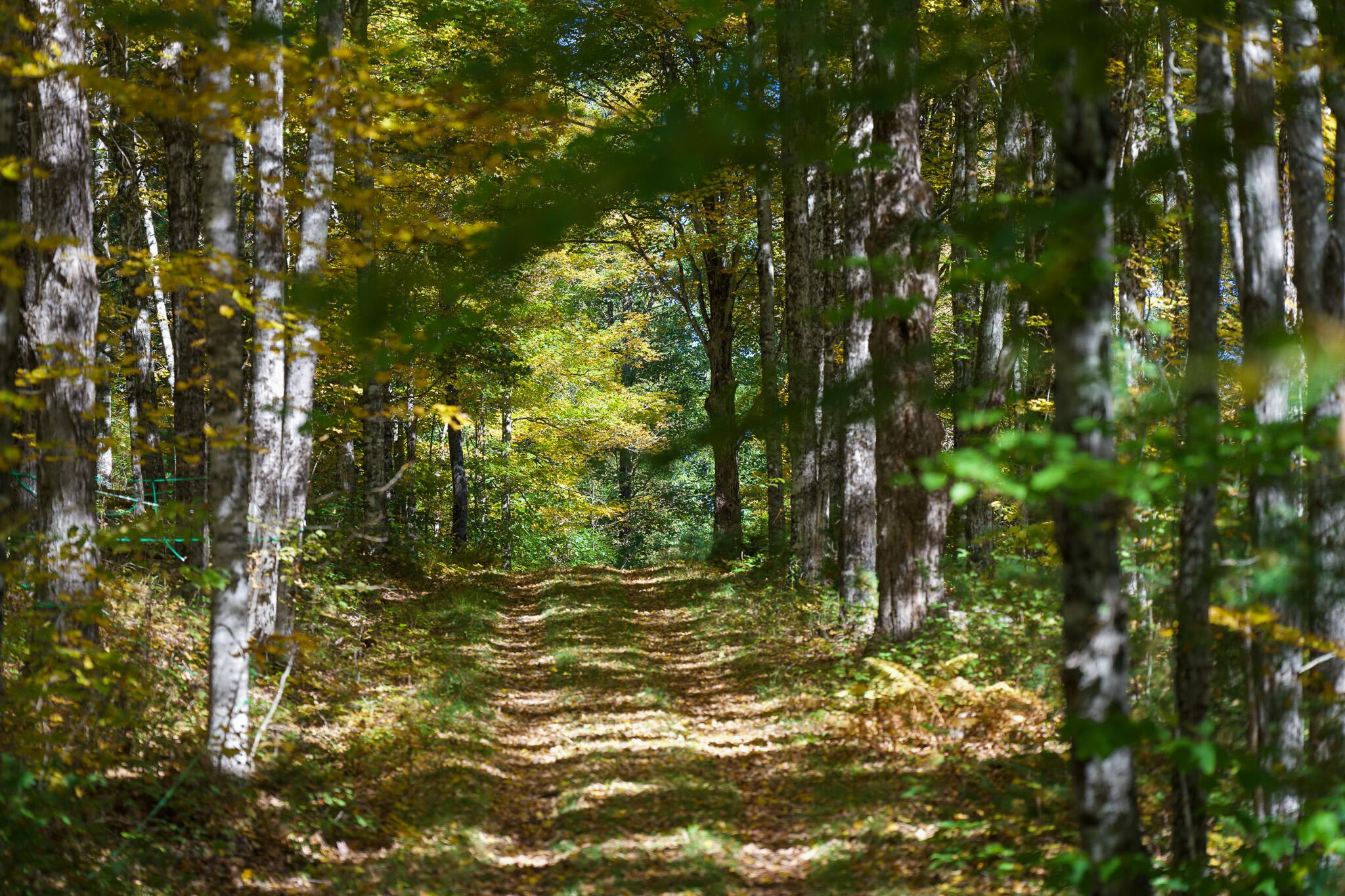 0 Kingdom Road Montville, ME 04941 - Photo 4 of 7 WOODS ROAD_DSC04752