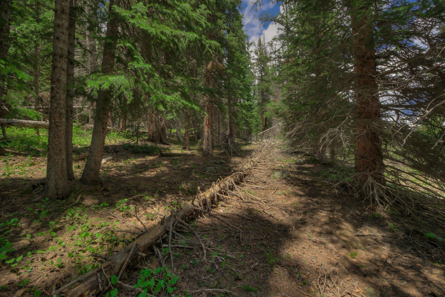 127 Ansley Road Alma, CO 80420 - Photo 6 of 21 View of landscape