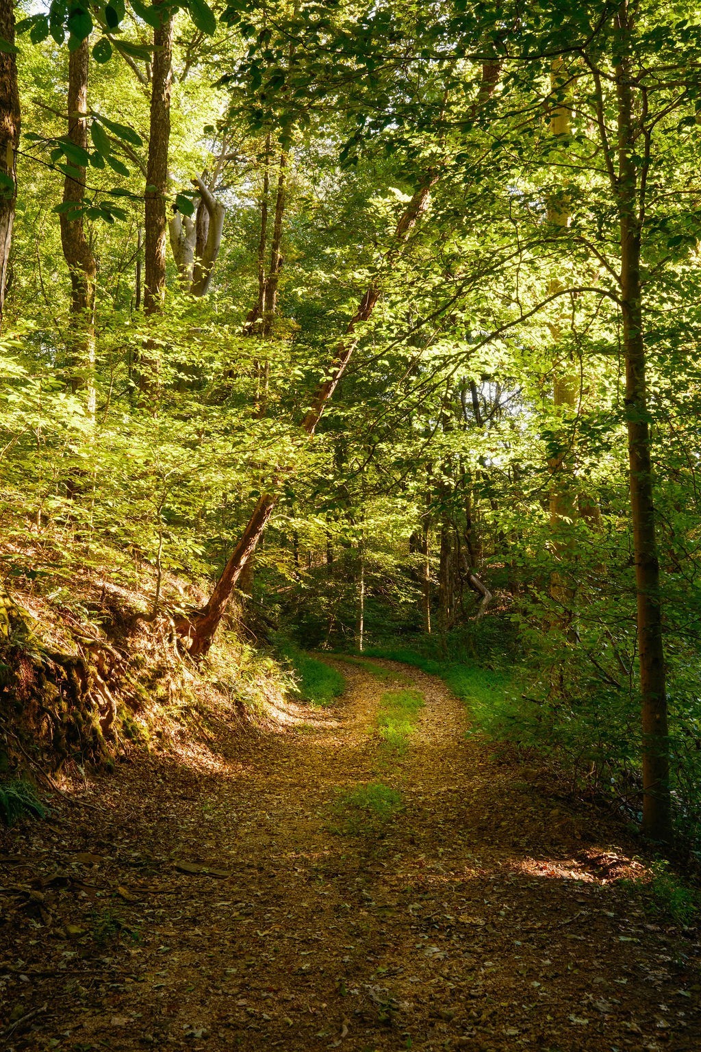 3685 Martin Ervin Road Santa Fe, TN 38482 - Photo 57 of 99