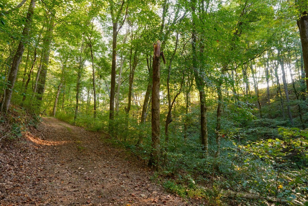 3685 Martin Ervin Road Santa Fe, TN 38482 - Photo 60 of 99 a view of a forest with trees