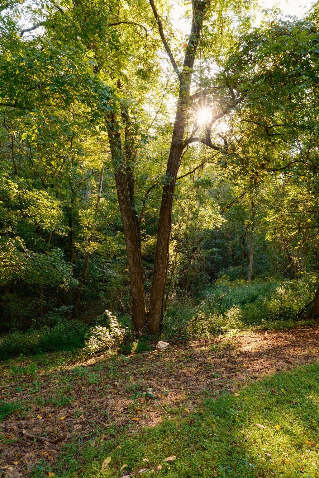 3685 Martin Ervin Road Santa Fe, TN 38482 - Photo 70 of 99 a view of outdoor space and yard