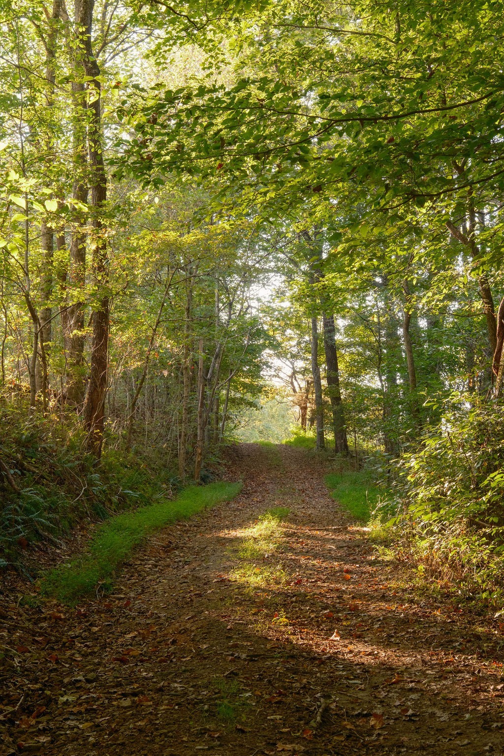 3685 Martin Ervin Road Santa Fe, TN 38482 - Photo 71 of 99