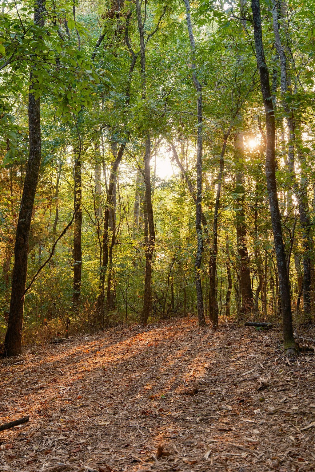 3685 Martin Ervin Road Santa Fe, TN 38482 - Photo 73 of 99 a backyard of a house with lots of trees