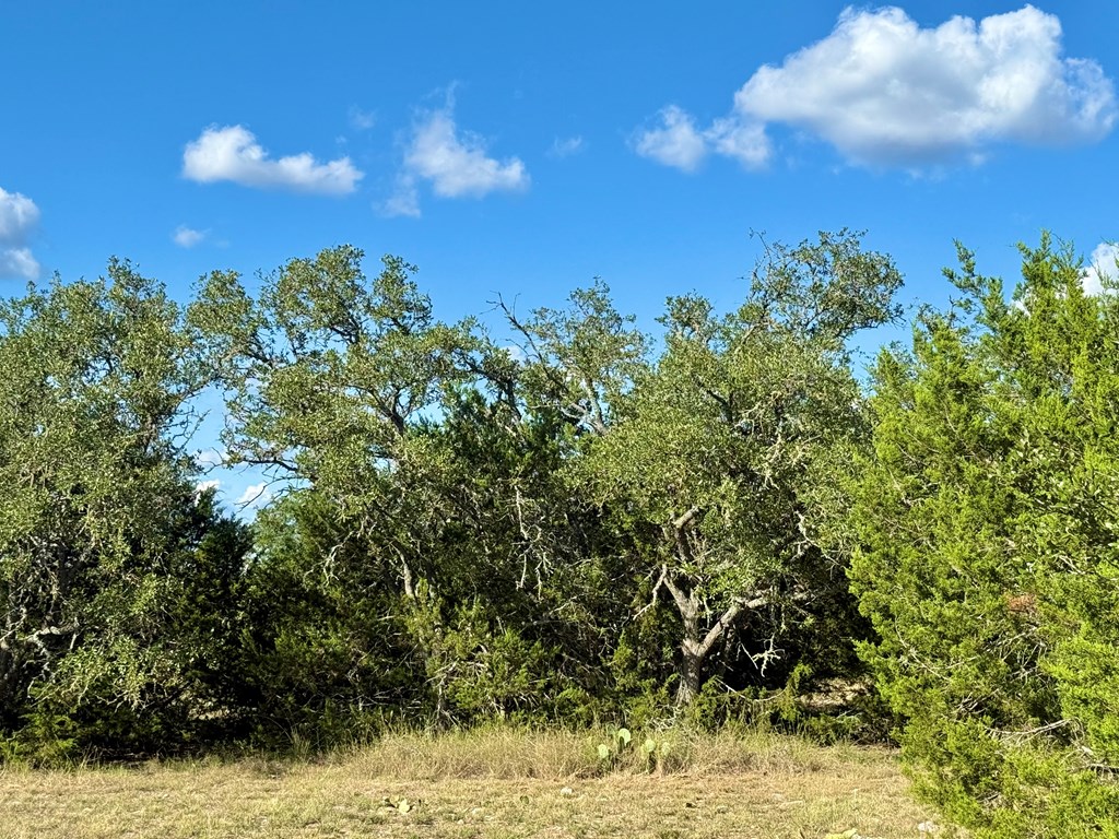 281 Oak Road Harper, TX 78631 - Photo 20 of 22 a view of a yard