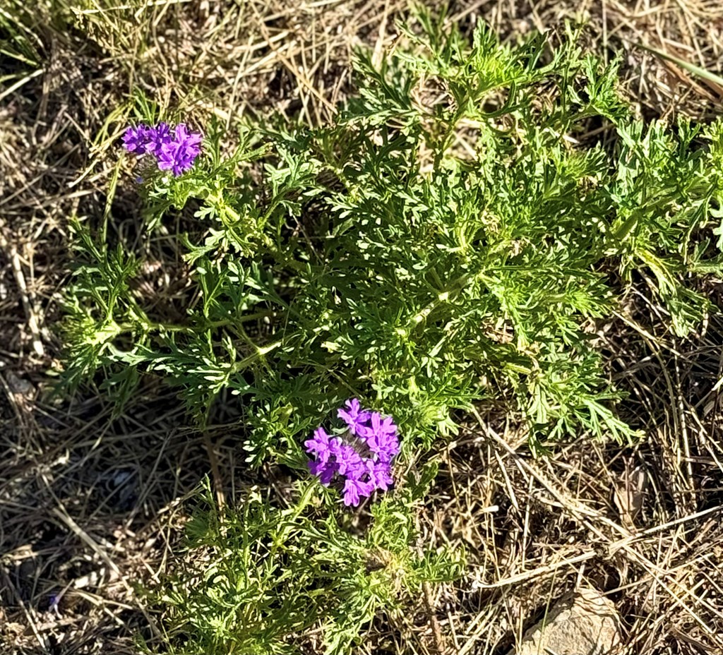 281 Oak Road Harper, TX 78631 - Photo 21 of 22