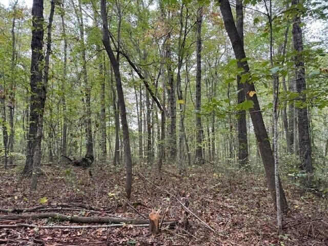 2 Tipple Road Tracy City, TN 37387 - Photo 11 of 16 a view of a forest
