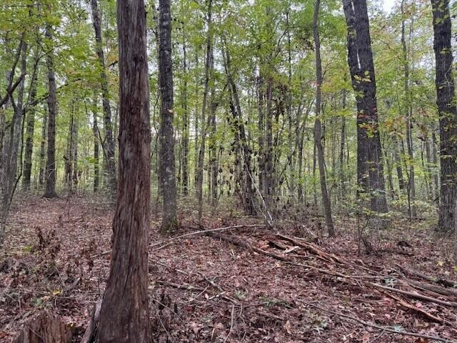2 Tipple Road Tracy City, TN 37387 - Photo 12 of 16 a view of a forest with trees