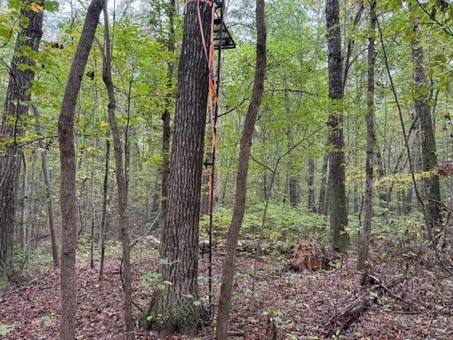 2 Tipple Road Tracy City, TN 37387 - Photo 14 of 16 a view of a forest